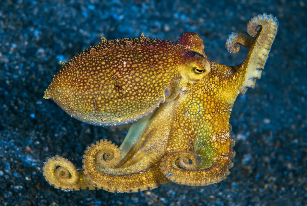 Octopus