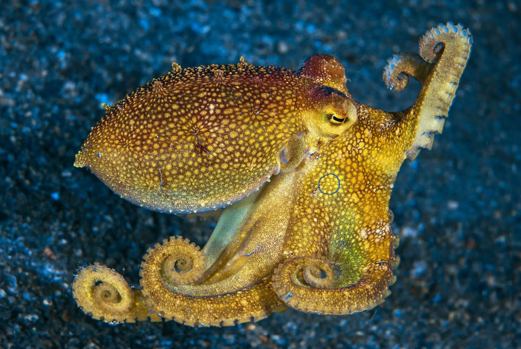 Octopus